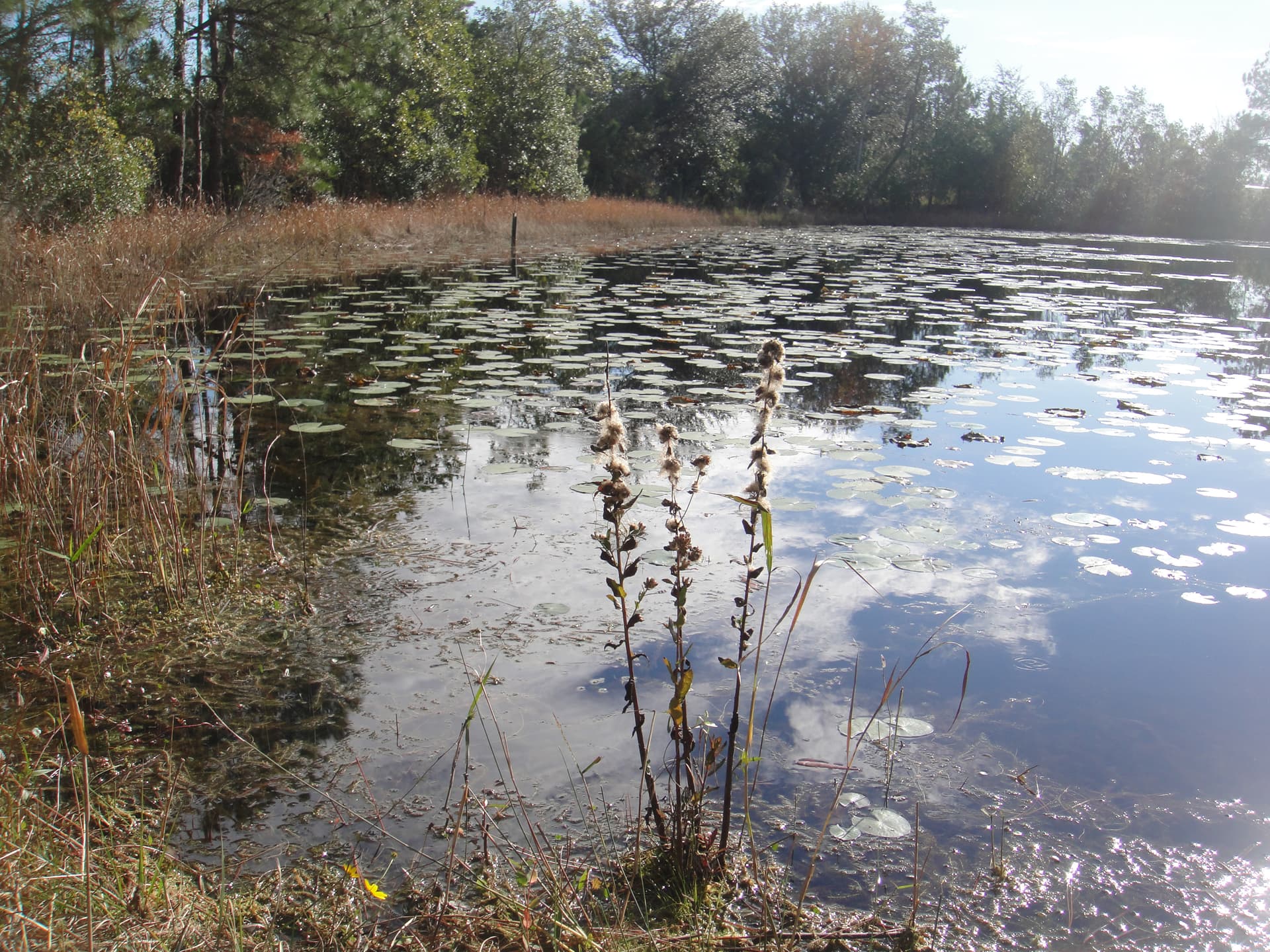 A nearby trail escape: what to know before visiting Cypress Creek Preserve