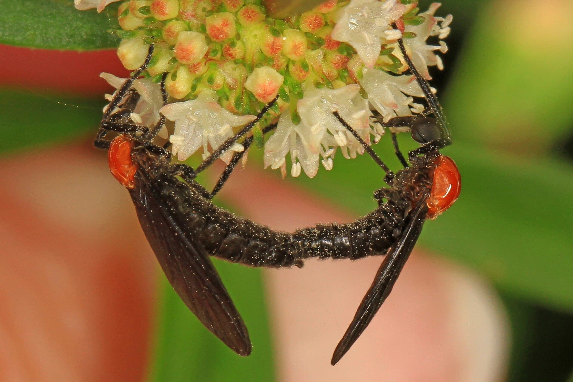 Lovebug Swarms Are Thick Across Wesley Chapel Right Now. Here's How to Protect Your Car