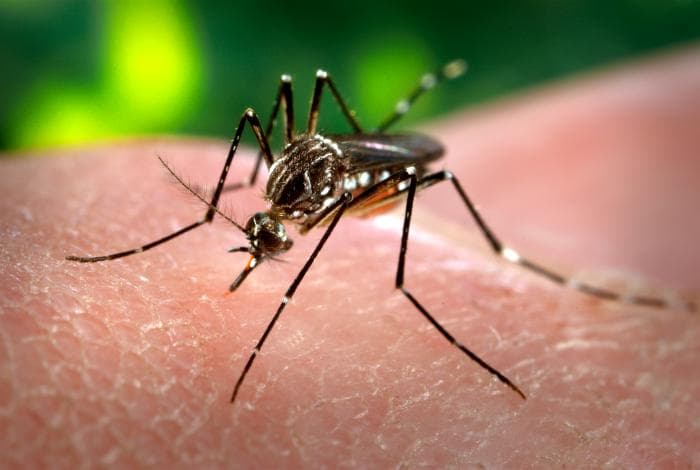 Pasco County Declares Emergency as Dengue Cases Reach Wesley Chapel